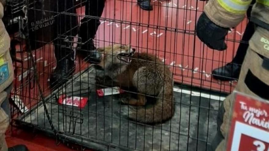 Un zorro se cuela en una perfumería de Cáceres