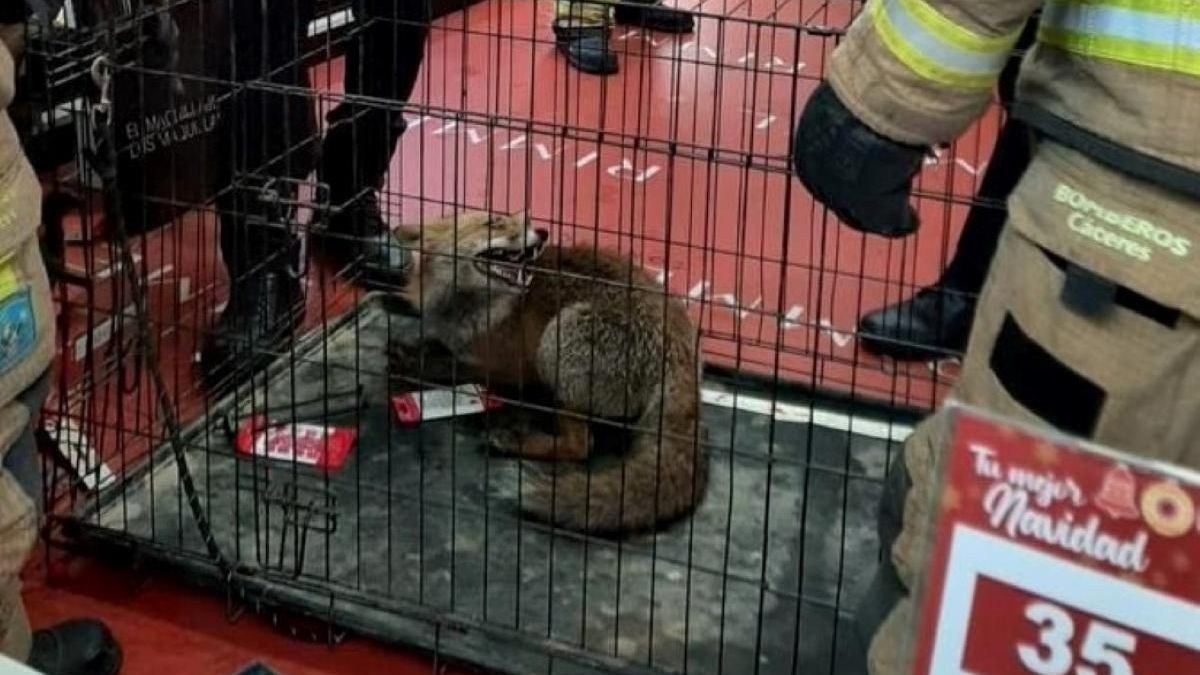 Un zorro se cuela en una perfumería de Cáceres