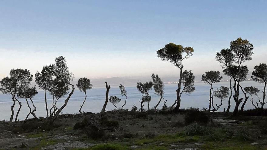 Area afectada por la tala ilegal de pinos