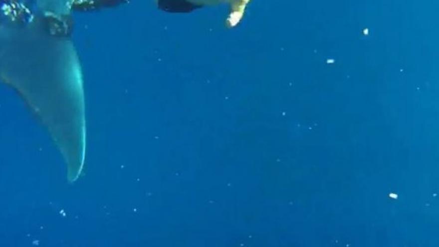 Rescatada una ballena en Fuerteventura