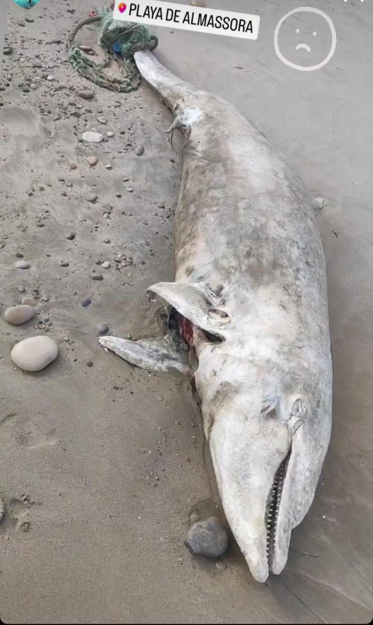 Imagen del delfín hallado sin vida en Almassora
