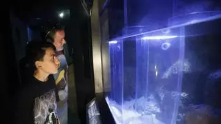 Las carabelas portuguesas salen de la playa para atraer a cientos de turistas en el Acuario de Gijón