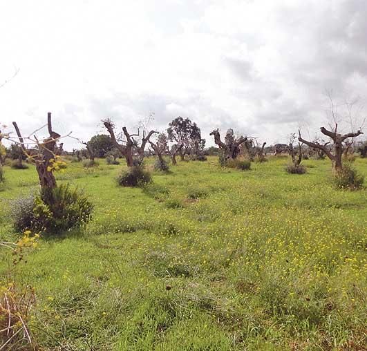 La 'xylella fastidiosa' se expande en Mallorca