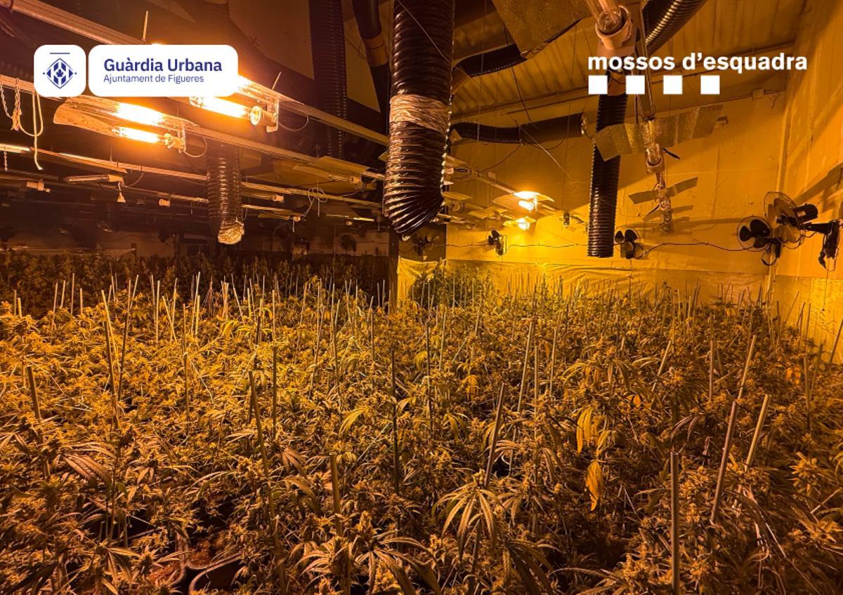 Les fotos d'un cultiu de 1.800 plantes de marihuana a Figueres