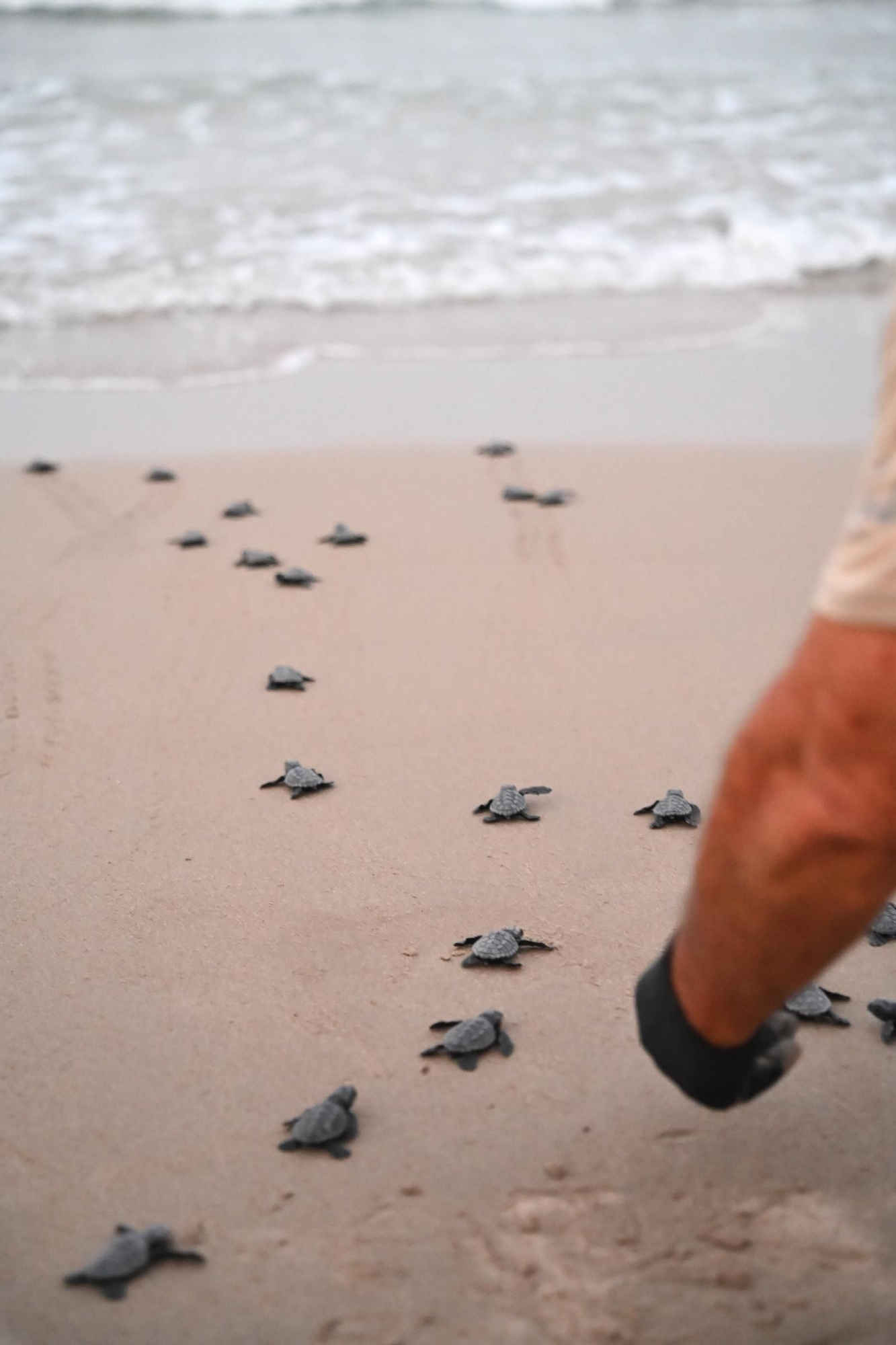 Gran expectación en Arenales del Sol por la suelta de 57 tortugas bobas recién nacidas