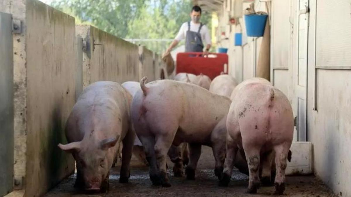 Cerdos en una granja catalana.