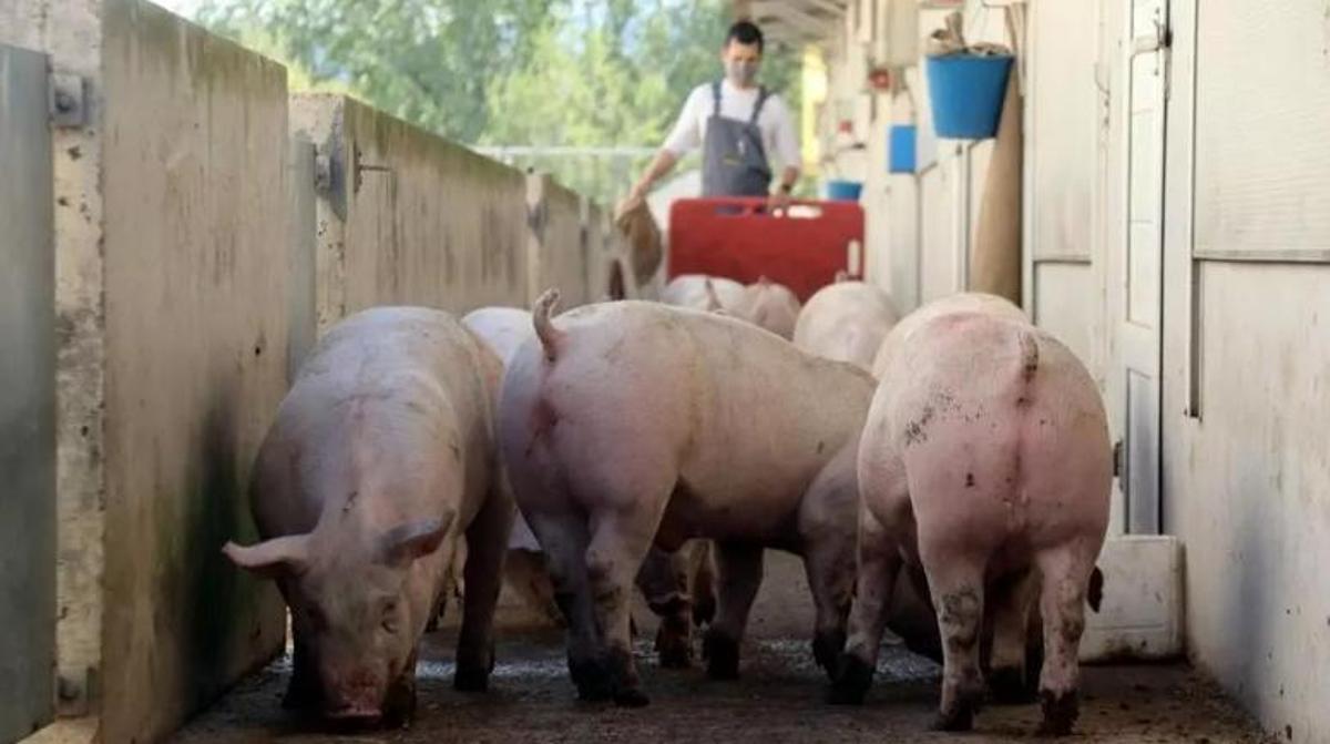 Cerdos en una granja catalana.