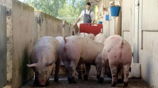 Барселона переживает кризис из-за африканской чумы свиней