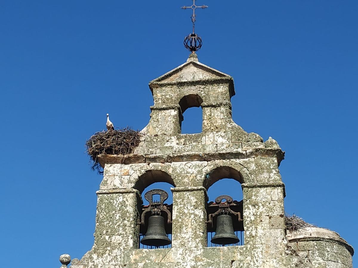 Ejemplar de cigüeña blanca atrapado