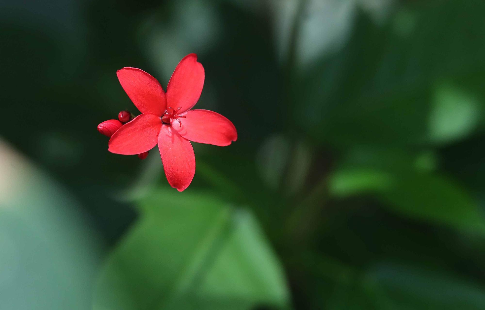 Las flores del Jardín Botánico en primavera