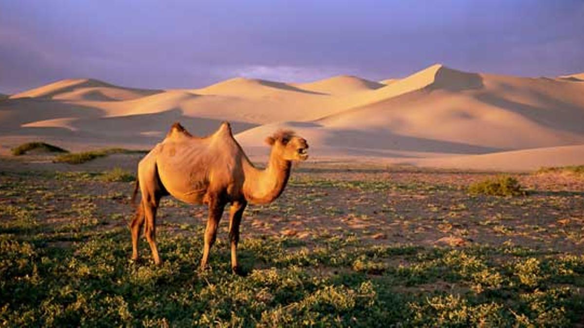 Gobi, el silencio nómada