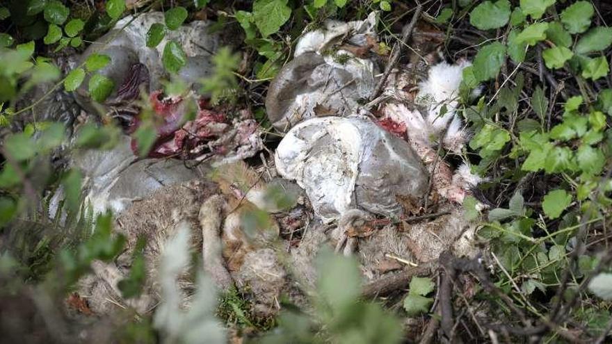 Vísceras y pieles de ovejas en el puente de O Murallón