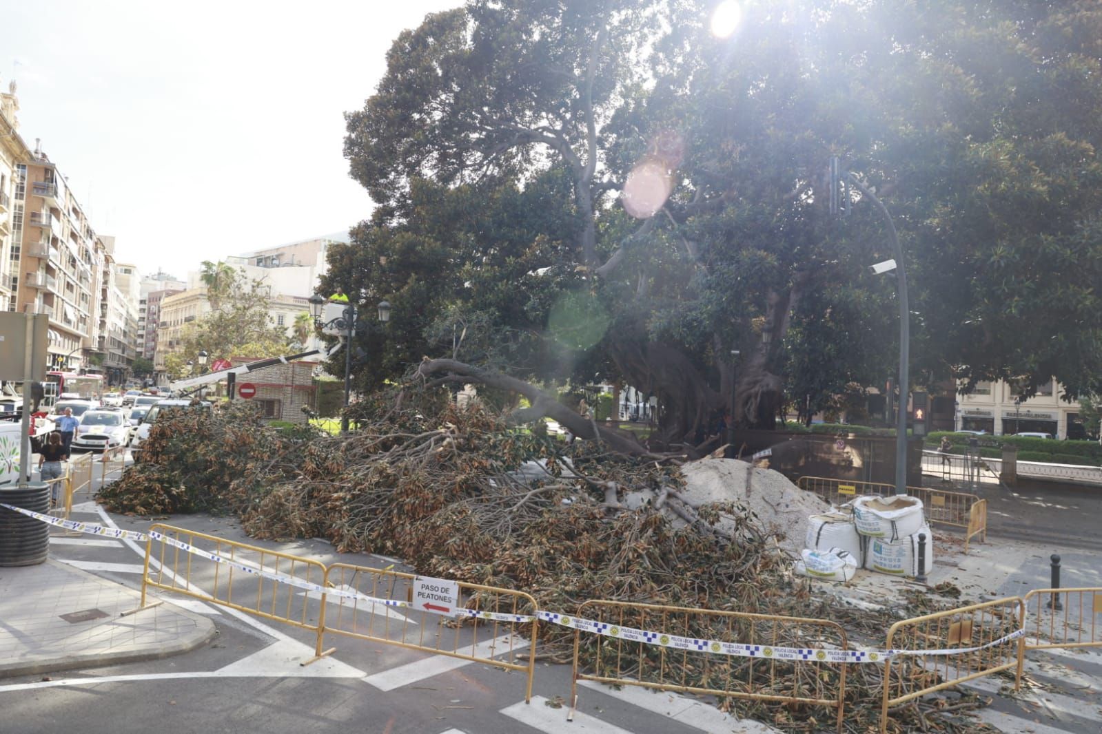 Se desploma parte de uno de los ficus centenarios del Parterre