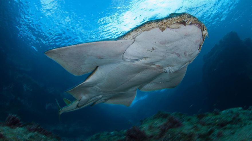 El calentamiento de los océanos altera las pautas de apareamiento de tiburones en peligro crítico de extinción