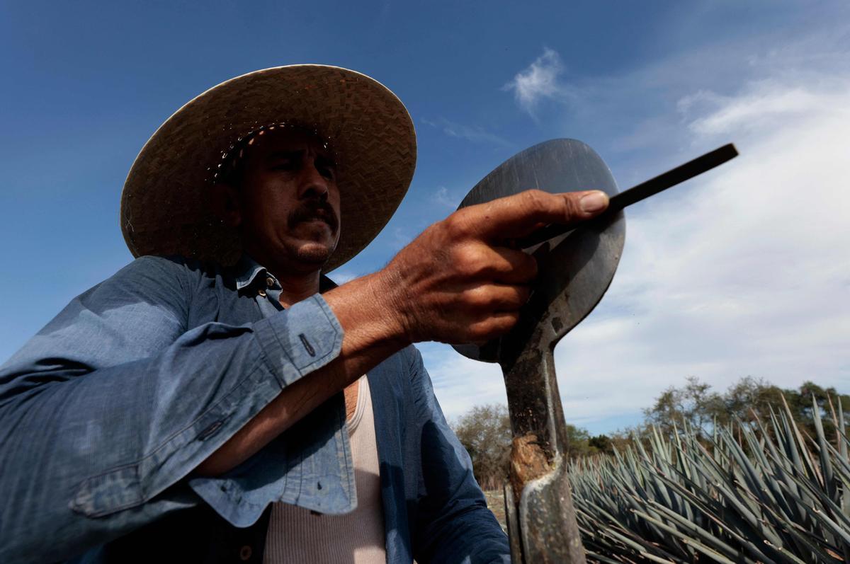 La ciudad de Tequila celebra en 2024 50 años de la Denominación de Origen del Tequila.