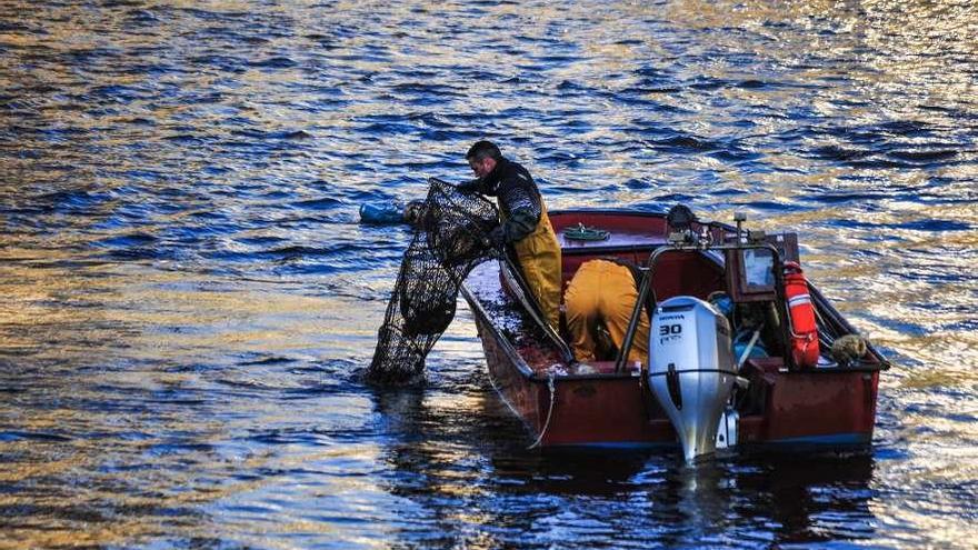 Los valeiros levantando sus nasas butrón en aguas de Pontecesures, el pasado mes de enero. // I. Abella