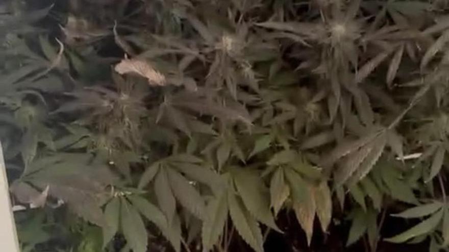 Desmantelan una plantación de marihuana durante una inspección laboral en un polígono de Tenerife