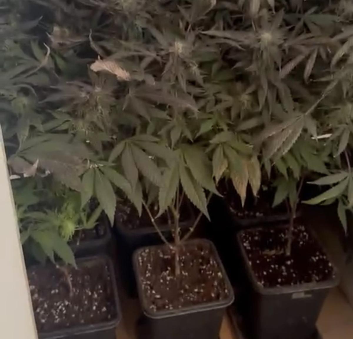 Plantas de cánnabis en un almacén