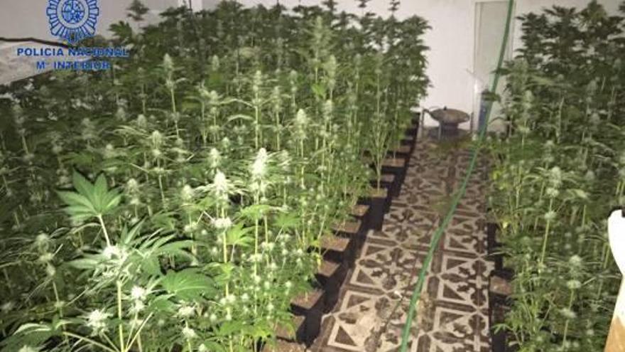 Convierte una vivienda de Miramar en un enorme vivero de marihuana