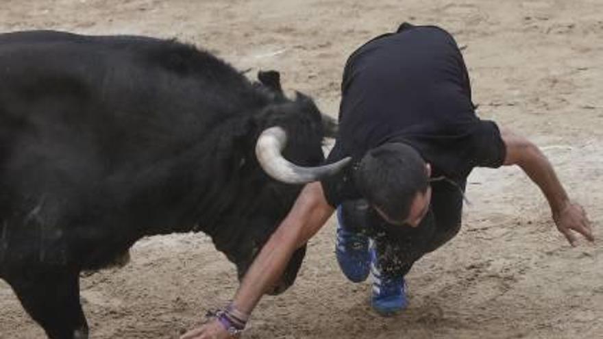 Una cogida en los «bous» de Almassora, el miércoles.