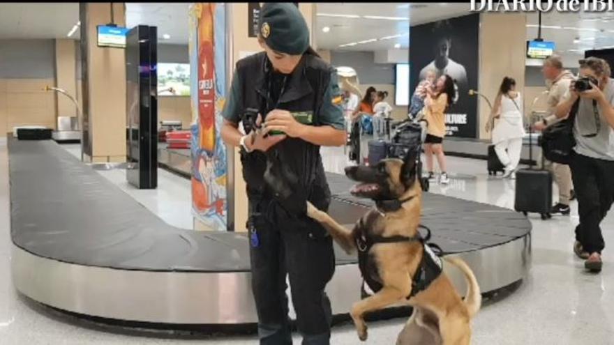 VÍDEO | La Unidad Canina del aeropuerto de Ibiza en acción