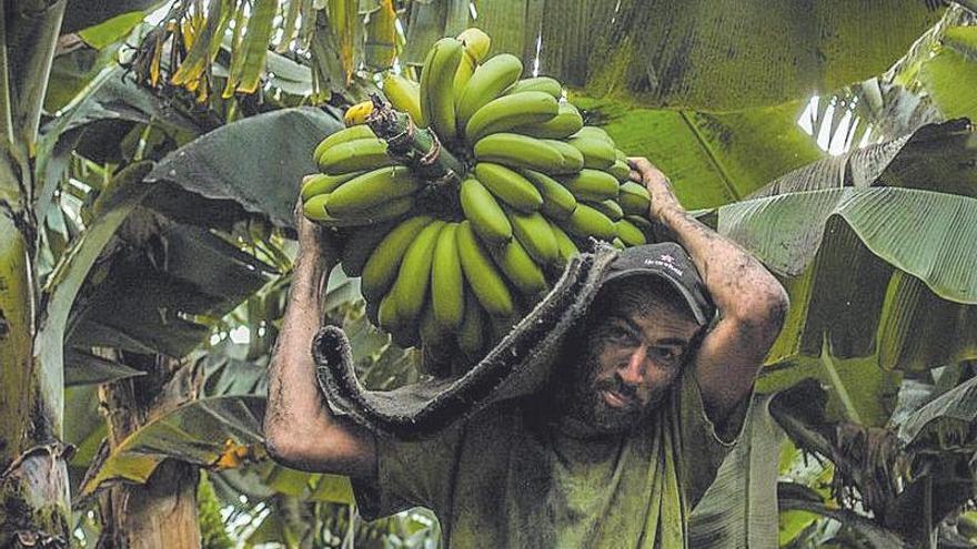 El volcán resta 25 millones de kilos a la producción de plátanos en las Islas