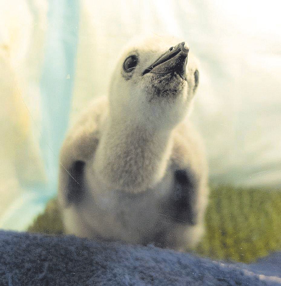 Una cría de pingüino barbijo, en las instalaciones de Loro Parque.