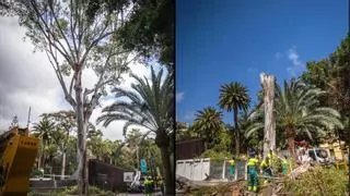 Adiós a uno de los árboles más antiguos del parque García Sanabria tras la caída de una de sus ramas sobre un turista