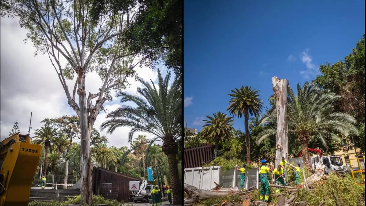Tala de un árbol en el Parque García Sanabria