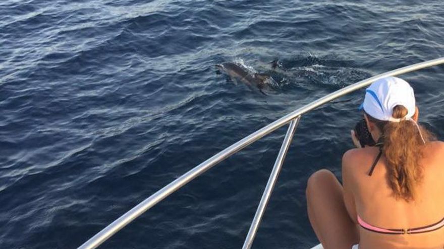 Un microsantuario para delfines en Algeciras: la propuesta de la Universidad de Sevilla para esta especie &quot;en extinción&quot;