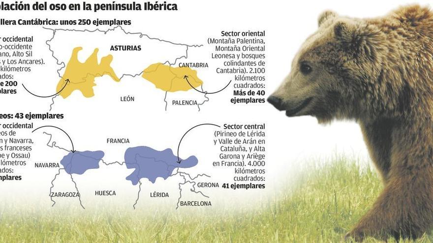 Asturias, principal refugio del oso, que suma unos 300 ejemplares en la Península
