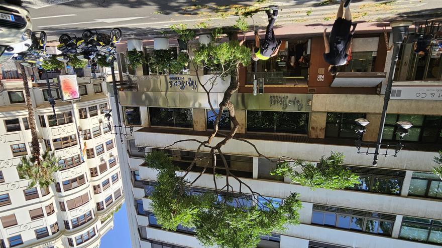 Se desploman varias ramas de árbol en plena Gran Vía Marqués del Turia