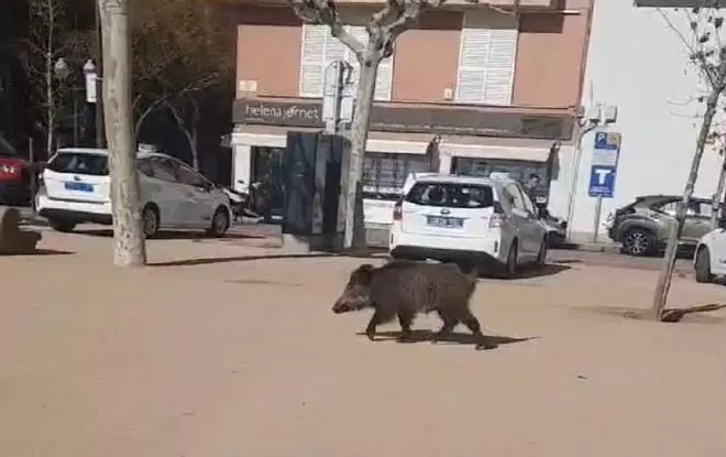 Vídeo | Un senglar es passeja pel centre de Sant Feliu de Guíxols