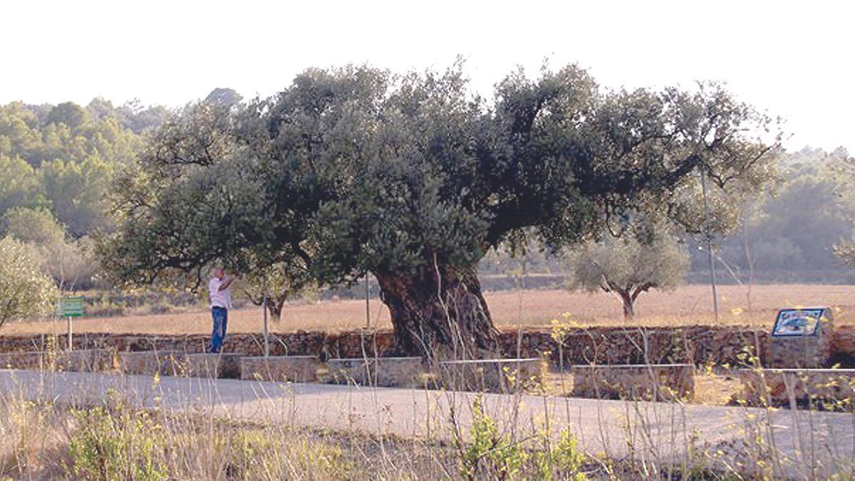 La olivera 'Morruda' es todo un símbolo para Segorbe.