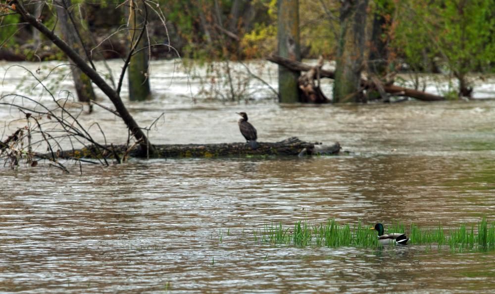 El río Ebro está a punto de desbordarse