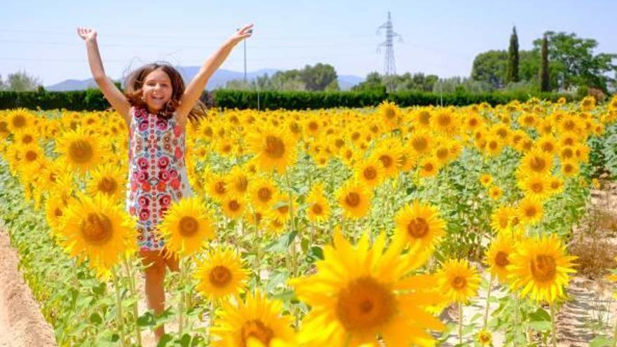 Verano entre girasoles