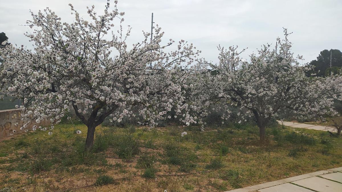 Auch im Sa-Riera-Park in Palma gibt es die Blüten zu bestaunen.