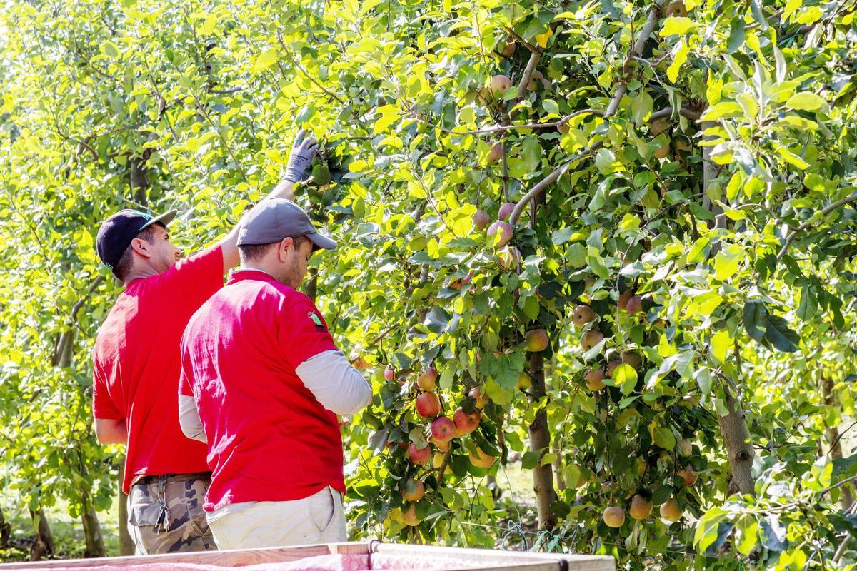 Archivo - Mercadona compra más de 21 millones de kilos de manzanas en Catalunya en 2025