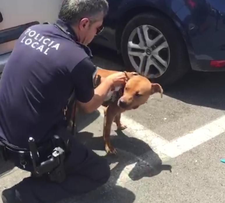 El perro rescatado en un coche estacionado al sol.