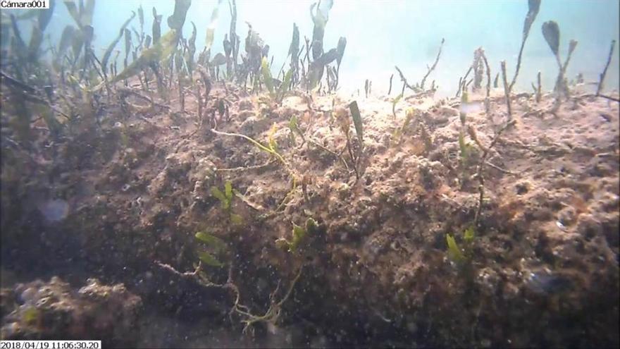 El Mar Menor a vista de dron subacuático