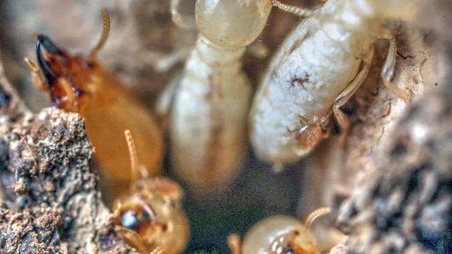 Tacoronte pide cooperación ciudadana para atajar la plaga de termitas