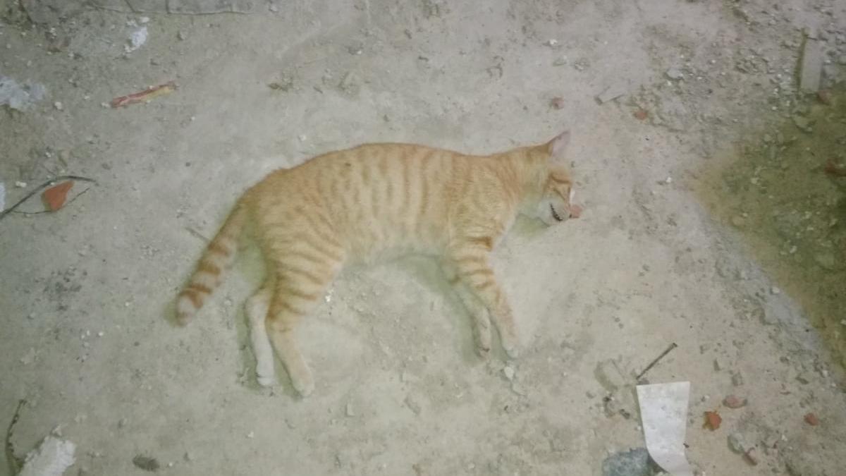 Pacma denuncia el envenenamiento de cinco felinos en Cabra