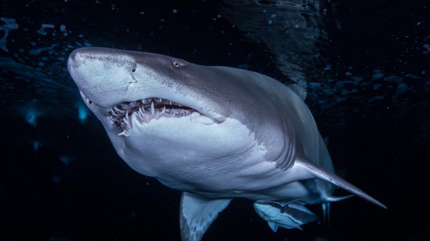 Els majors experts en taurons es reuneixen en l’Oceanogràfic