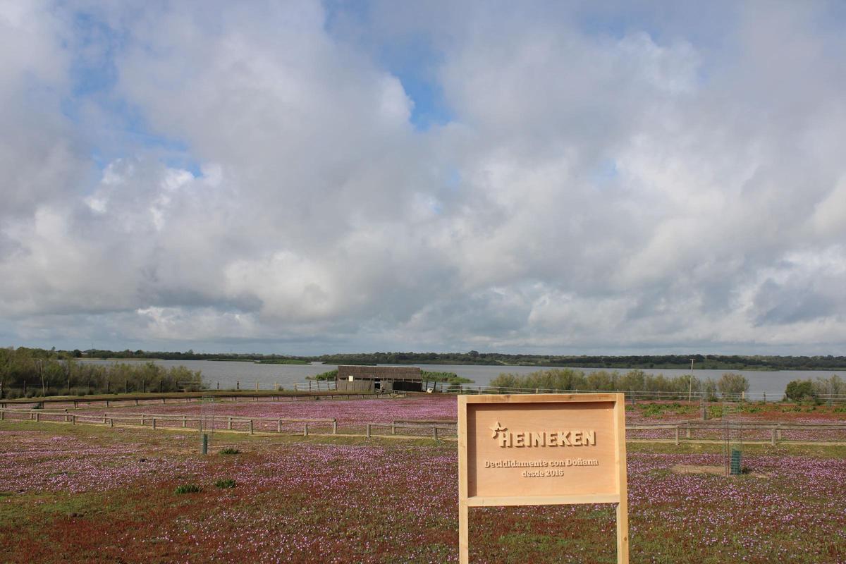 Proyecto de Heineken en Doñana