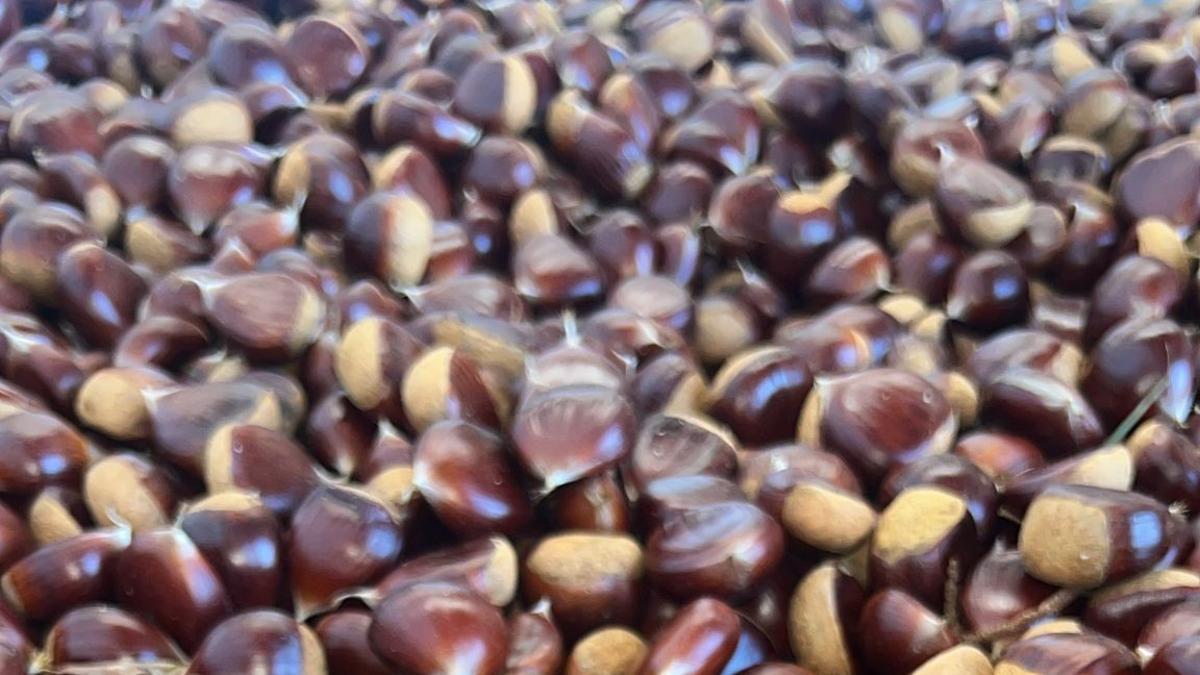 Castañas recogidas este mes.