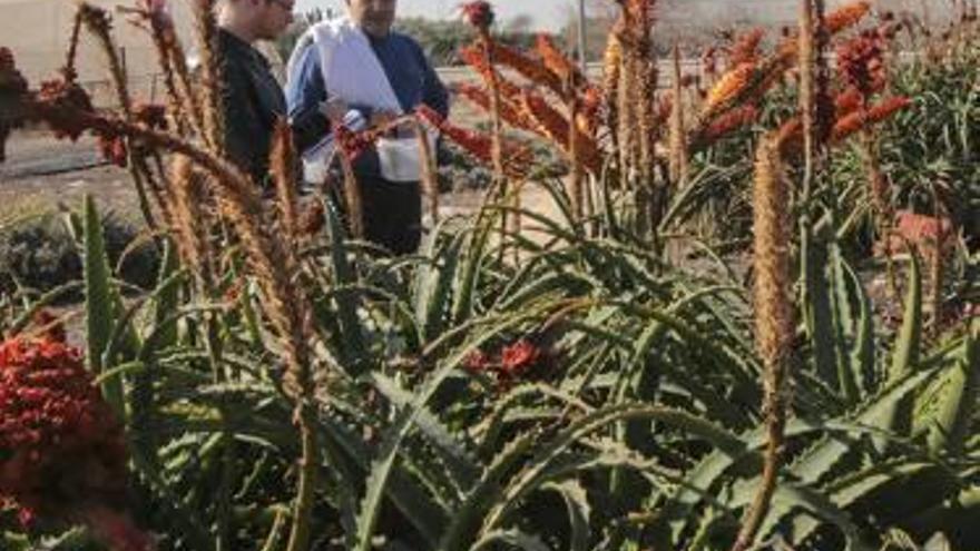 Plantación Cerca de una tahúlla con ocho variedades