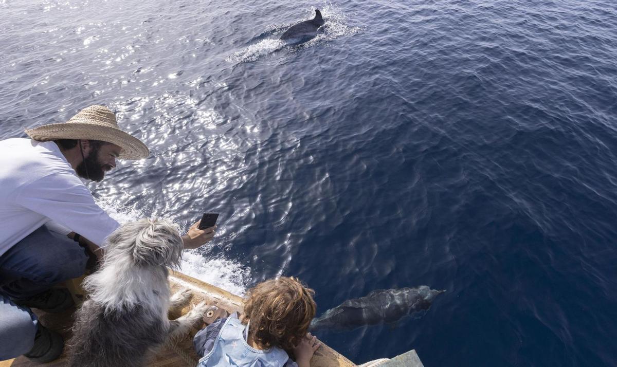 Balenes al Mediterrani