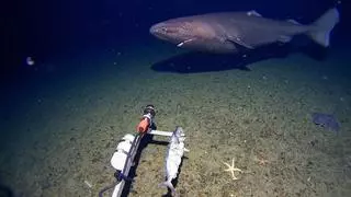 Sorpresa en la Antártida: un tiburón es grabado por primera vez en sus aguas