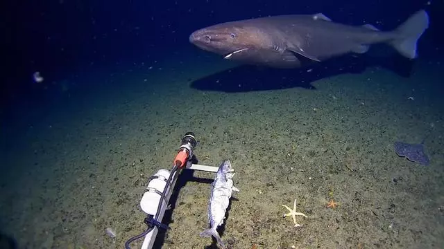 Sorpresa en la Antártida: un tiburón es grabado por primera vez en sus aguas