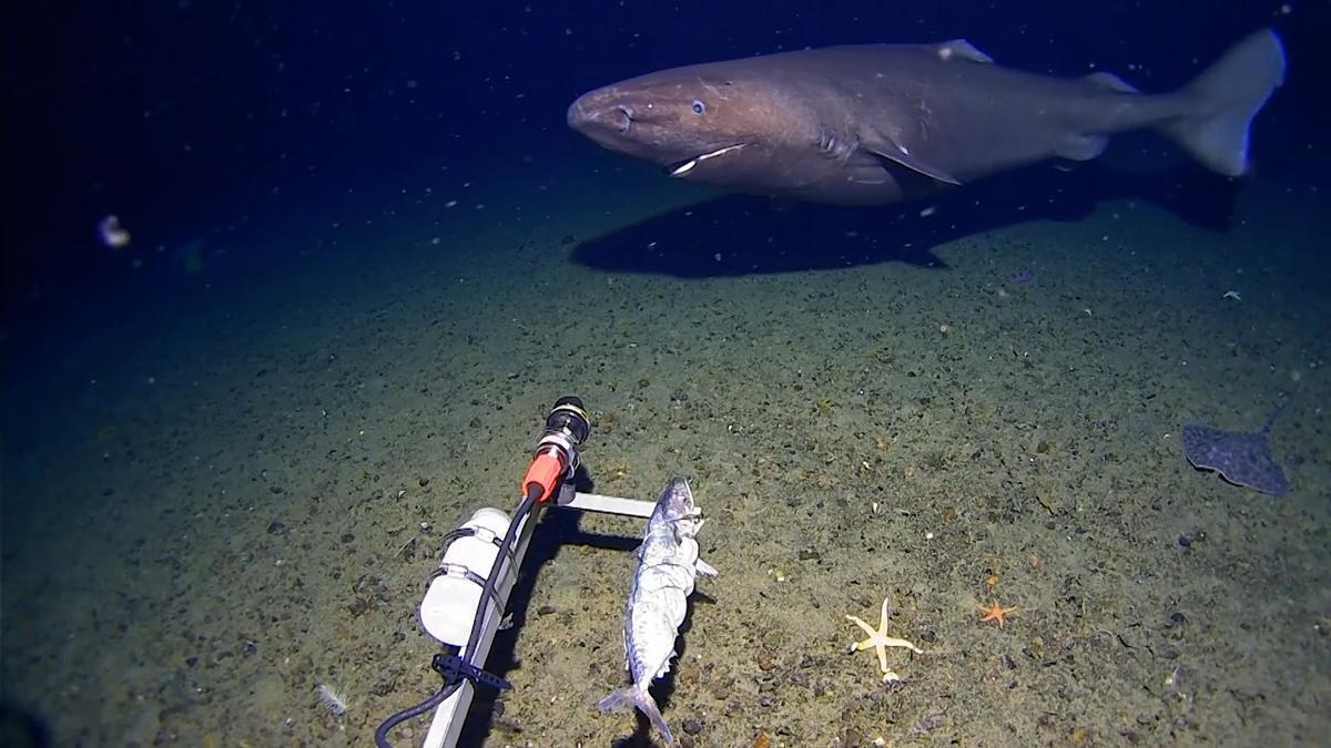 Sorpresa en la Antártida: un tiburón es grabado por primera vez en sus aguas